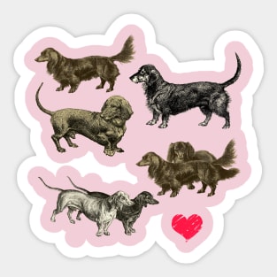 I LOVE DACHSHUNDS Sticker